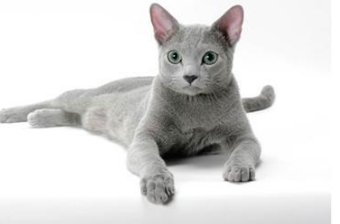 瑞士举行国际猫展 都有什么世界超名贵的猫啊?