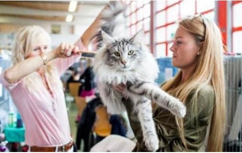 瑞士举行国际猫展 都有什么世界超名贵的猫啊?
