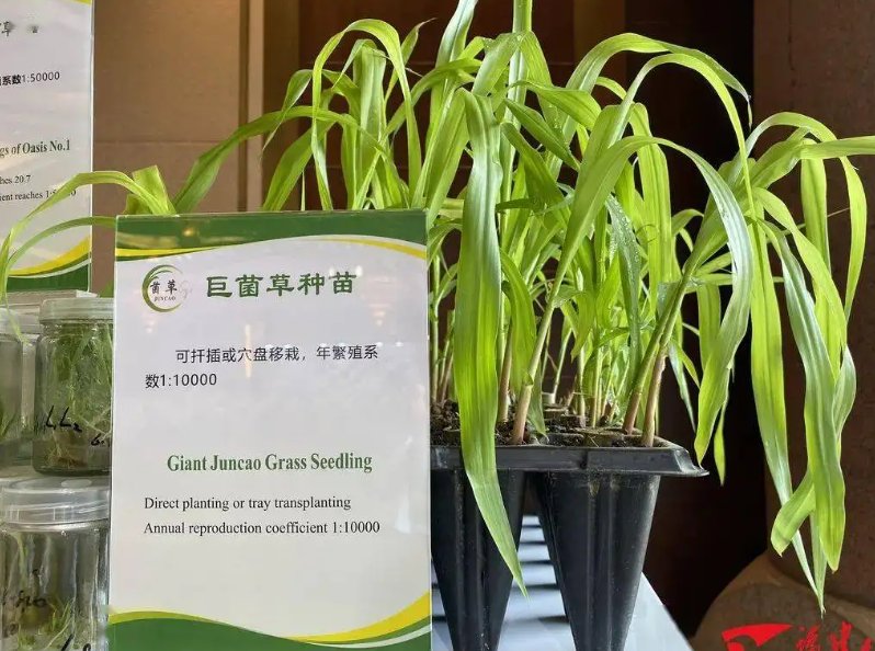 国际友人给女儿改名菌草,这是一种怎样的感情?