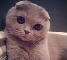 瑞士举行国际猫展 都有什么世界超名贵的猫啊?