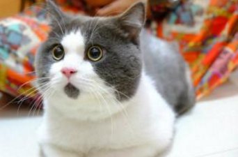 瑞士举行国际猫展 都有什么世界超名贵的猫啊?