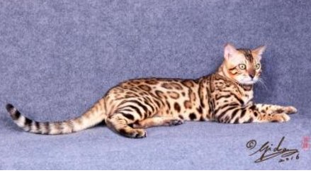 瑞士举行国际猫展 都有什么世界超名贵的猫啊?