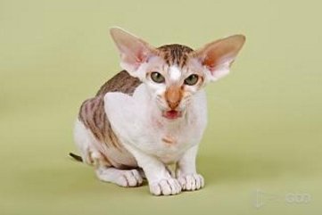 瑞士举行国际猫展 都有什么世界超名贵的猫啊?