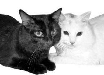 瑞士举行国际猫展 都有什么世界超名贵的猫啊?