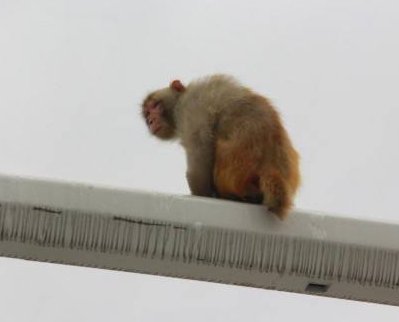 猴爬信号杆引车祸是怎么回事?
