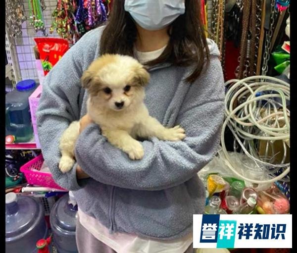 女生养了2年的狗，被老公偷偷开车送走了！狗因想主人逃走跑丢了