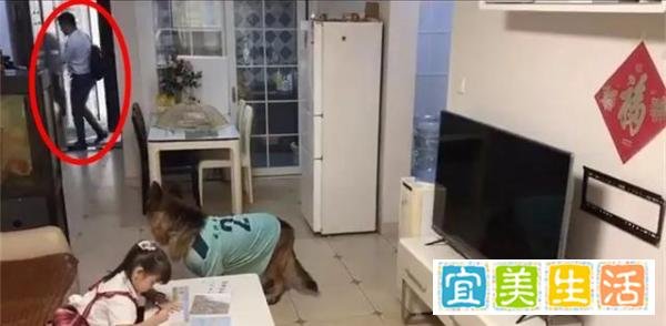 女孩看电视德牧帮望风上热搜?网友:狗狗为啥不把作业写了??