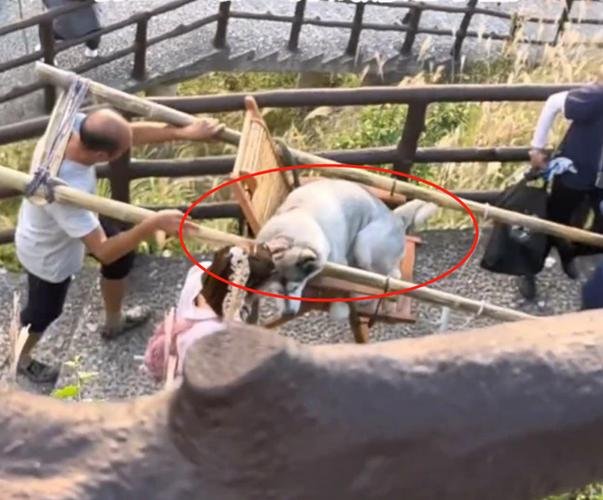 旅游景点轿夫抬哈士奇上山，网友争议“人不如狗”，景区对此是如何回应的？