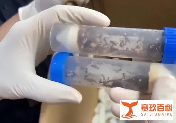 上海机场海关截获1.3万余只德州芭切叶蚁，上颚很锋利，存在风险