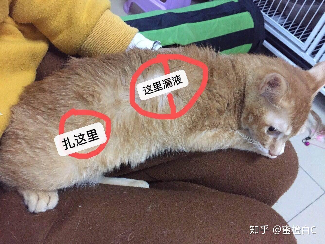 猫传腹一般治疗要多少钱