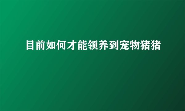 目前如何才能领养到宠物猪猪