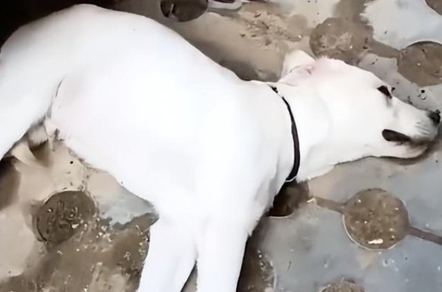 夫妻疑因吵架把狗推下4楼！狗狗的现状如何？