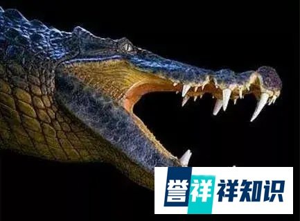 【鳄鱼百科】亚马逊莫拉氏鳄一种比恐龙凶猛的超级巨鳄