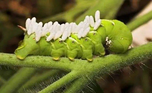 烟草天蛾多少钱一只？