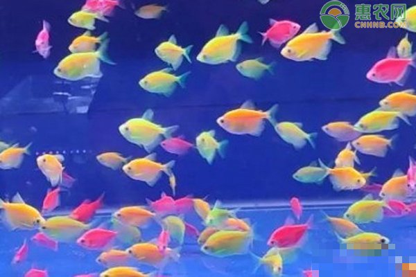 糖果天使鱼怎样繁殖