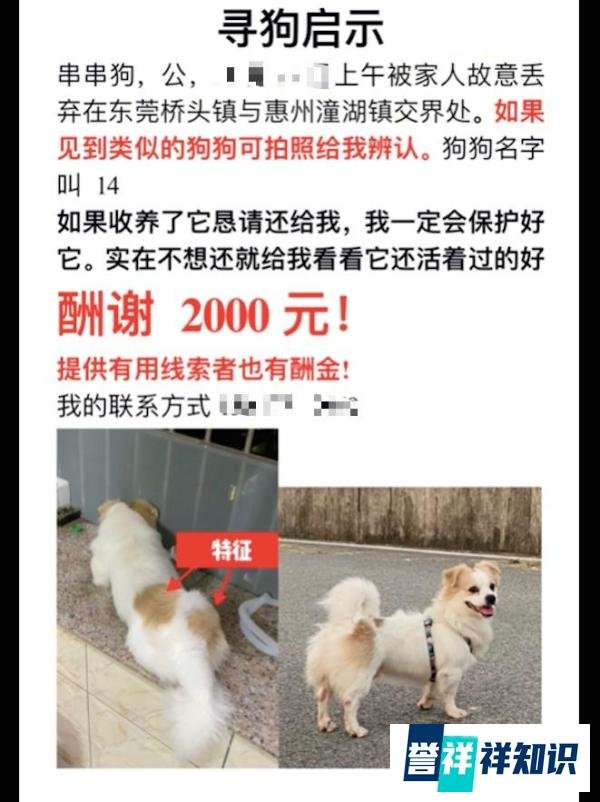 女生养了2年的狗,被老公偷偷开车送走了!狗因想主人逃走跑丢了
