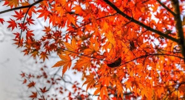 宏迅优行：广州这些小众人少、巨好看的地方，还免费！