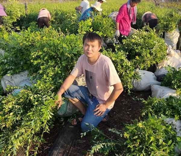 蓝莓中的娇娇者‘l46蓝莓苗’来袭、具有那些优势特点呢