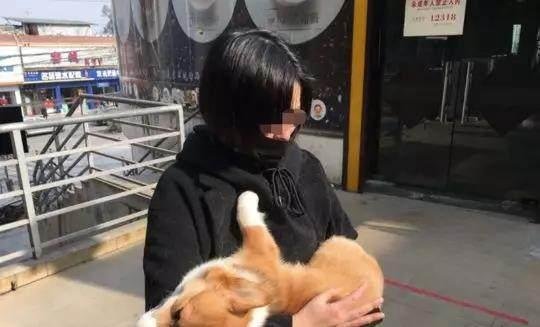 柯基犬摔死后续,摔狗女子与狗主人均被拘留!
