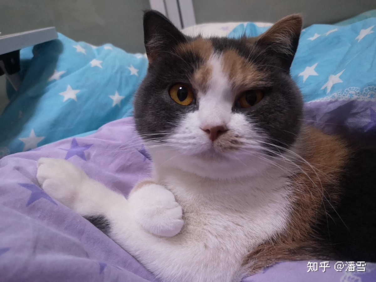 猫娘腿上流白色粘液还能活多久