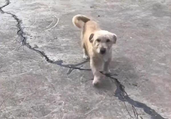 忠犬的故事：土狗被扔50公里外，一星期后跑回家，已非首次被抛弃
