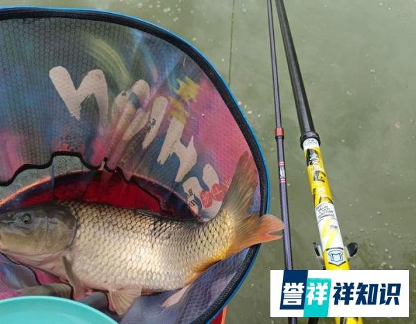 鱼竿的H是什么？硬度有标准么？实话实说硬度的概念好宽泛