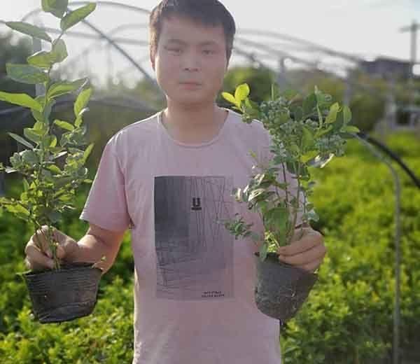 蓝莓中的娇娇者‘l46蓝莓苗’来袭、具有那些优势特点呢