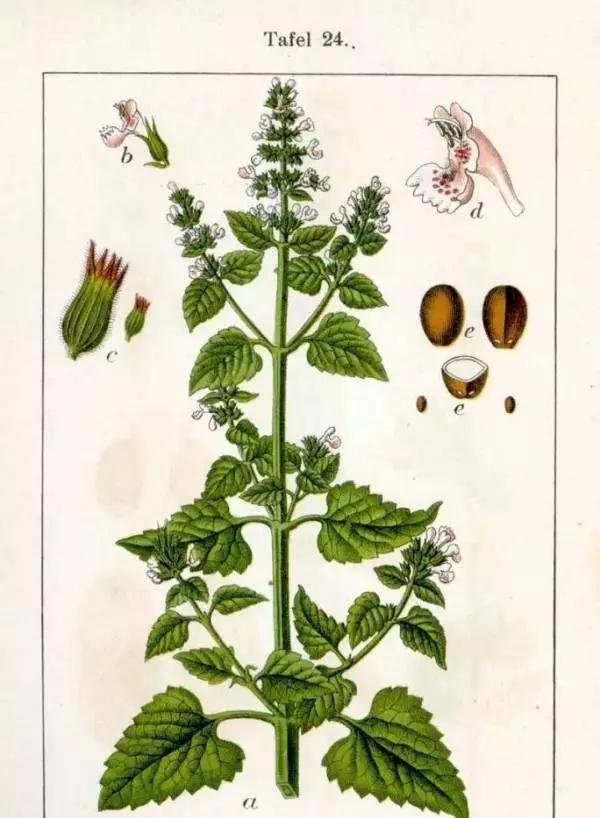 猫春药?猫大麻?猫薄荷,大型吸毒现场