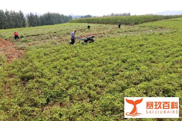 河南延津禁止农民机械收花生，领导环保检查怕“扬尘”？