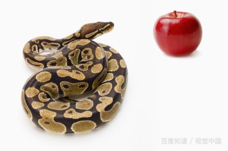 蛇英文名怎么写？