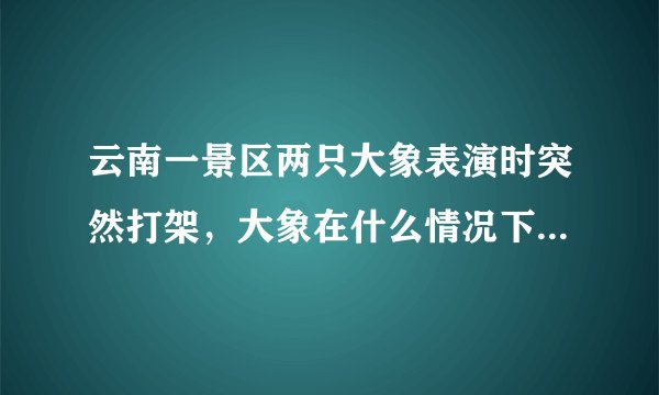 云南一景区两只大象表演时突然打架，大象在什么情况下会攻击同类？