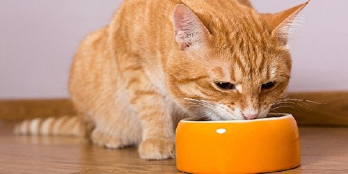 猫咪只吃猫粮,不吃罐头怎么办?