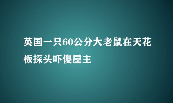 英国一只60公分大老鼠在天花板探头吓傻屋主