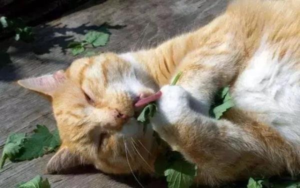 猫春药？猫大麻？猫薄荷，大型吸毒现场