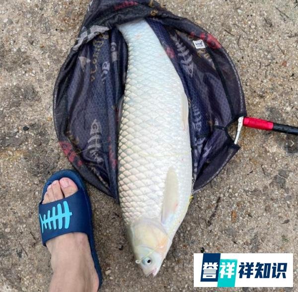 鱼竿的H是什么？硬度有标准么？实话实说硬度的概念好宽泛