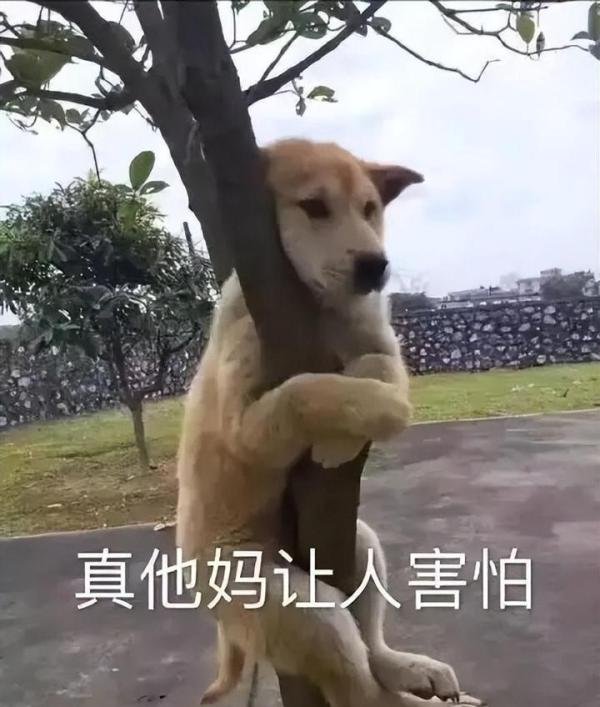 狗子看到店主宰羊吓出表情包