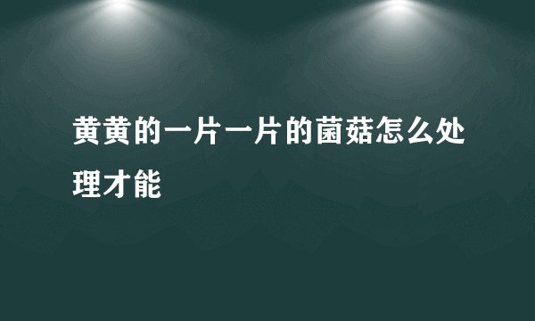 黄黄的一片一片的菌菇怎么处理才能
