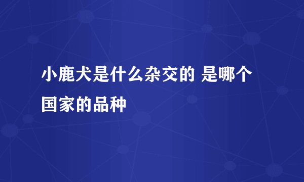 小鹿犬是什么杂交的 是哪个国家的品种