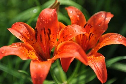 野百合的花语与寓意