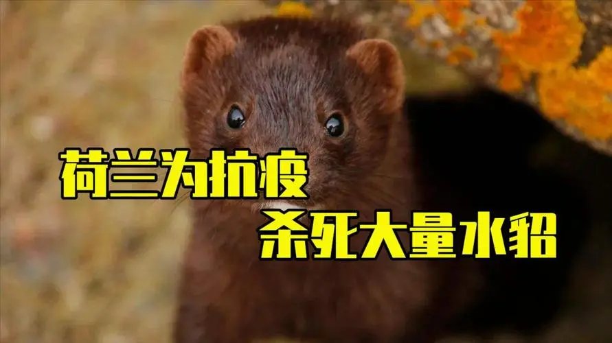 廊坊安次区停止扑杀新冠患者户内动物,疫情下我们该如何保护动物的安全?