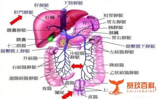 李兰娟院士对肝硬化研究的成就有多大？找到了干预肝病的新靶点！