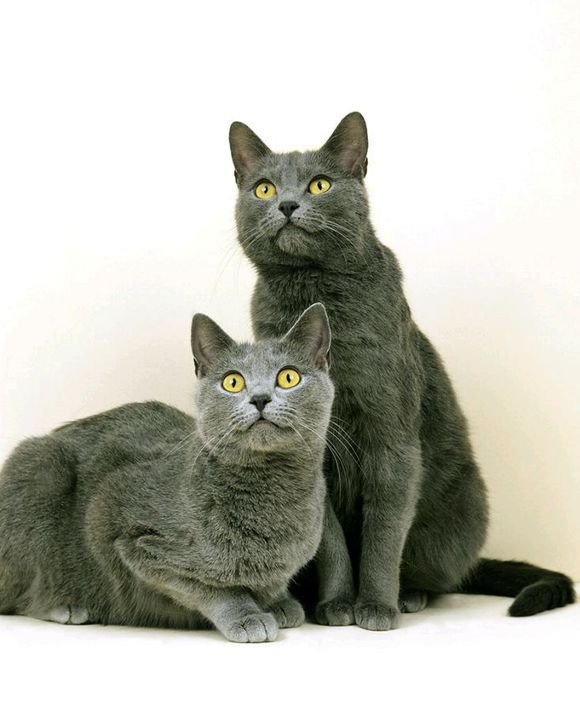 卡尔特猫的习性