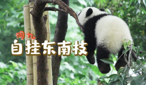 孔雀东南飞中的东南枝是什么意思？