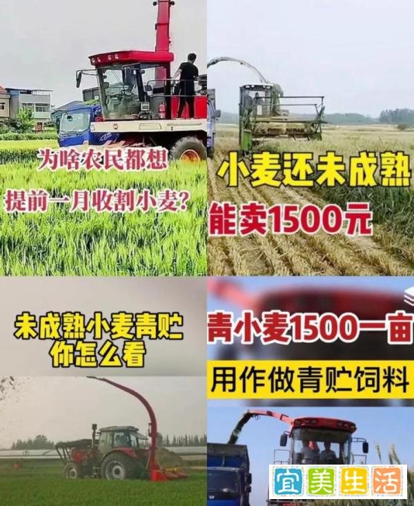1500元一亩 谁在高价收青小麦?你怎么看？