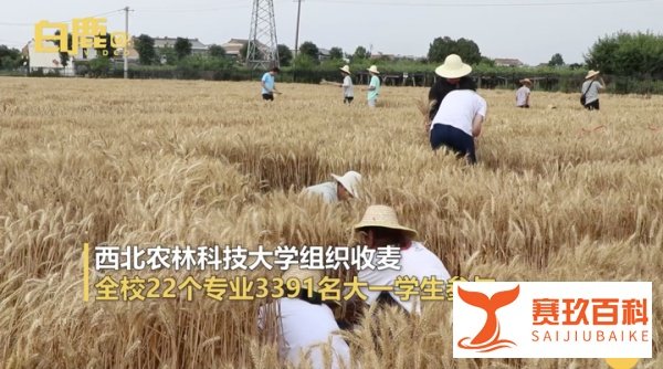 985高校3000多名大学生收小麦被指作秀,网友:你在教农大做事?