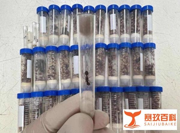 上海机场海关截获1.3万余只德州芭切叶蚁，上颚很锋利，存在风险