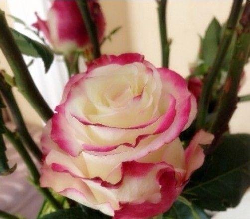 情人节网上网上怎么订花