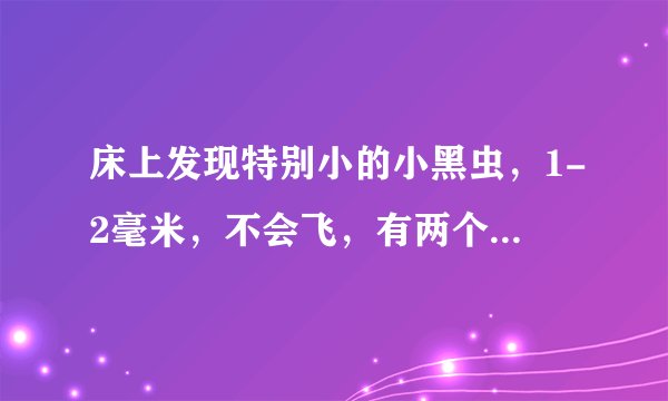 床上发现特别小的小黑虫，1-2毫米，不会飞，有两个触角，想问一下这是什么虫子，咬人吗？