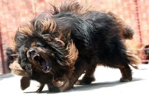 独狼袭击羊群，1岁藏獒挺身而出，驱赶羊后勇敢与狼搏斗，藏獒有多勇猛？