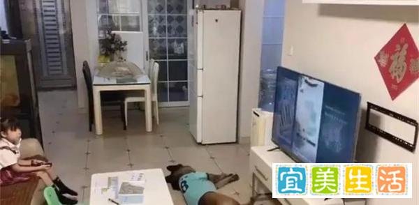 女孩看电视德牧帮望风上热搜？网友：狗狗为啥不把作业写了？?